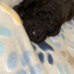 Goldendoodle and Poodle Puppies from Southern Stroll Poodles & Doodles