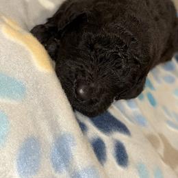 Goldendoodle and Poodle Puppies from Southern Stroll Poodles & Doodles