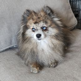 Kobi - Pomeranian