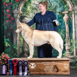 Arson - Red and white male Siberian Husky puppy in Le Sueur, Minnesota from Tevana Siberians LLC