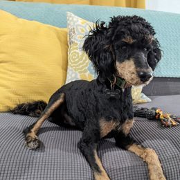 King - Poodle