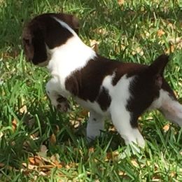 Brittany Puppies from Firefly Kennels