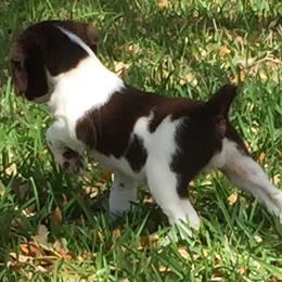Brittany Puppies from Firefly Kennels