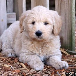 Kelly - Cream female Goldendoodle puppy in Lebanon, Missouri from Knapp's Paw Prints