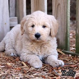 Kelly - Cream female Goldendoodle puppy in Lebanon, Missouri from Knapp's Paw Prints