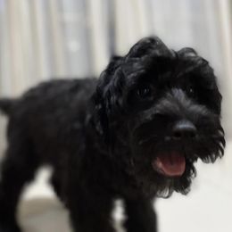 Aussiedoodles and Goldendoodles from Foneb Farm - The F1B Farm