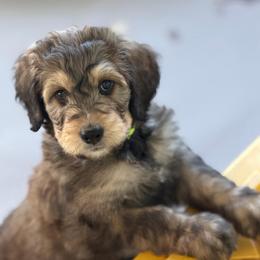 Peanut - Tri-color female Bernedoodle puppy in Phelan, California from PuppyPaws4U