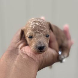 Poppy - Apricot male Poodle puppy in Deltona, Florida from Poodles by CNC