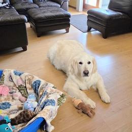 Marquette - Golden Retriever