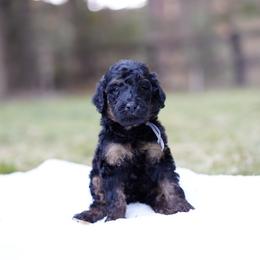 Gray collar - Phantom male Bernedoodle puppy in Spokane, Washington from Doodle Love