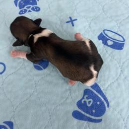 Midnight - Black and white male Havanese puppy in Hampton, Virginia from Nevin Keeney