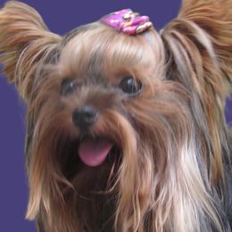Yorkshire Terrier puppies from Holy Terriers Yorkies