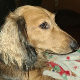 Arlo - Dachshund