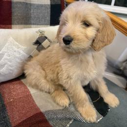 Scrappy Doo - Cream male Goldendoodle puppy in Louisburg, North Carolina from Lakes Golden Doodles