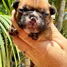 Esme - Fawn female French Bulldog puppy in Largo, Florida from Big Daddy Frenchies
