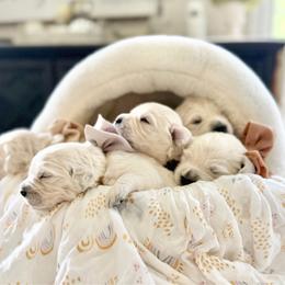 Pick 3 - Light golden male Golden Retriever puppy in Deer Lodge, Tennessee from SelahGold