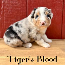 Tiger's Blood - Blue merle male Australian Shepherd puppy in Jena, Louisiana from Diamond 5 Aussies