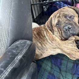 Sophia - Bullmastiff