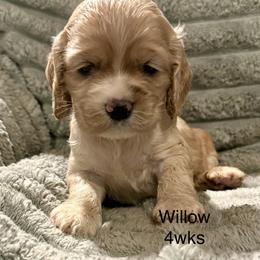 Willow - Buff female Cocker Spaniel puppy in Sumter, South Carolina from Cocker Eclipse In Home Kennel