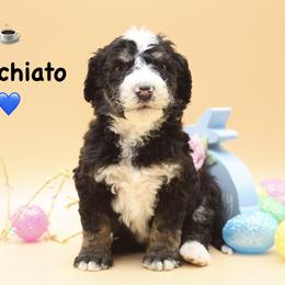 Macchiato - Tri-color male Bernedoodle puppy in Scottsville, Kentucky from Barren River Bernedoodles and Poodles
