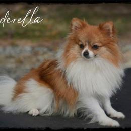 Cinderella - Pomeranian
