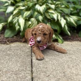 Marc - Red  male Goldendoodle puppy in Camden, North Carolina from Oopsie Doodles of NC