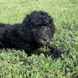 Poodles from Fancy Poodles