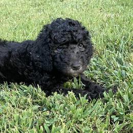 Poodles from Fancy Poodles