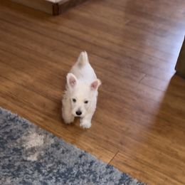 West Highland White Terrier Puppies from Must Love Westie Dogs
