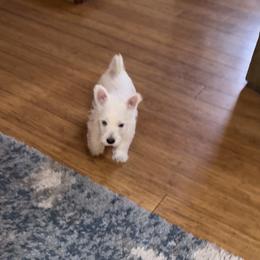 West Highland White Terrier Puppies from Must Love Westie Dogs
