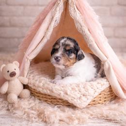 Cuppycake - Parti female Goldendoodle puppy in Woodruff, South Carolina from Crooked Creek Doodles and Poodles
