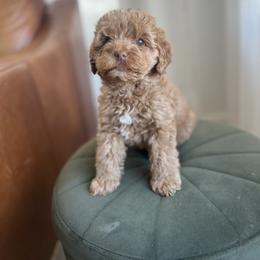 Buddy - Red male Australian Labradoodle puppy in Auburn, California from Poodles and Labradoodles breeder