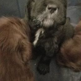 Newfoundland Puppies from Country Magik
