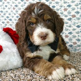Bernedoodle and Goldendoodle Puppies from Doodles are Amazing