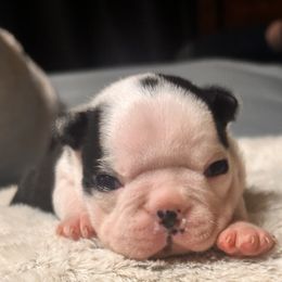 Boston Terriers and French Bulldogs from 3B Kennels