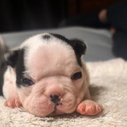Boston Terriers and French Bulldogs from 3B Kennels