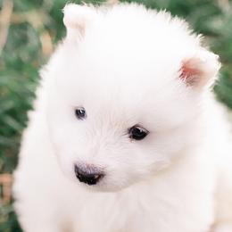 Samoyeds from Mountain Legacy Samoyeds