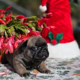Brown collar boy Vice - Fawn male French Bulldog puppy in Polk City, Florida from Best Friend Frenchies, LLC