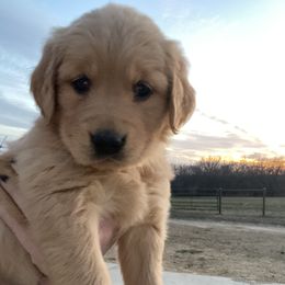Red- “Beth” - Golden Retriever puppy in Wichita, Kansas from Libby Brown