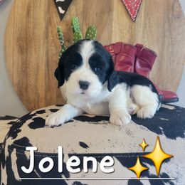 Jolene - Black and white female English Springer Spaniel puppy in 5 Points, Tennessee from Tenn South Springer Spaniels