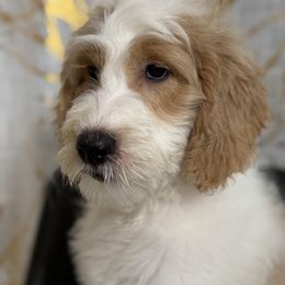 Kion - Parti male Goldendoodle puppy in Minneola, Florida from Unike Puppies