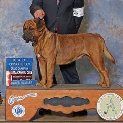 Mayze - Dogue de Bordeaux