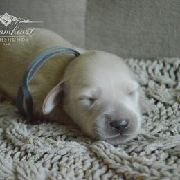 Velvet Charm - Cream male Dachshund puppy in Cantonment, Florida from Dreamheart Dachshunds LLC