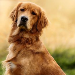 Link - Golden Retriever