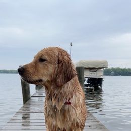 Riezie - Golden Retriever