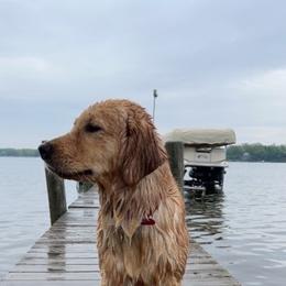 Riezie - Golden Retriever