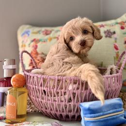 Leia Skywalker - Caramel female Australian Labradoodle puppy in Wesley Chapel, Florida from GWagz