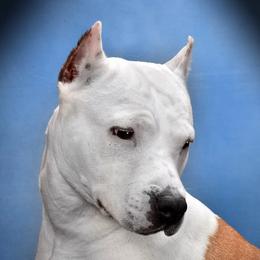 Daisy - American Staffordshire Terrier