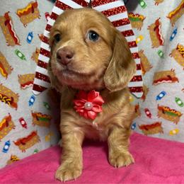 Halo - Red female Dachshund puppy in Somerset, Pennsylvania from Rae’s Dapper Dachshunds