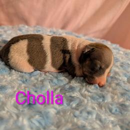 Cholla - Blue fawn and white female American Hairless Terrier puppy in Phoenix, Arizona from Bare Valley